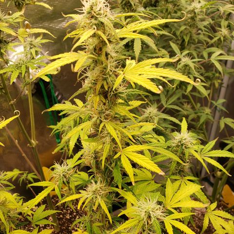 Geloctane  growlog photo: Frosty 