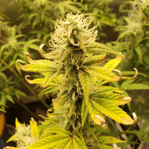 Geloctane  growlog photo: Frosty 
