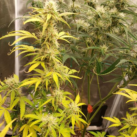 Geloctane  growlog photo: Frosty 