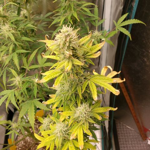 Geloctane  growlog photo: Frosty 