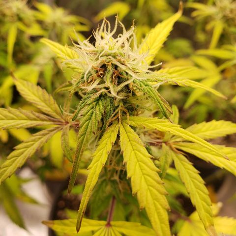 Geloctane  growlog photo: Frosty 