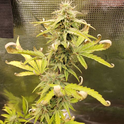 Geloctane  growlog photo: Frosty 