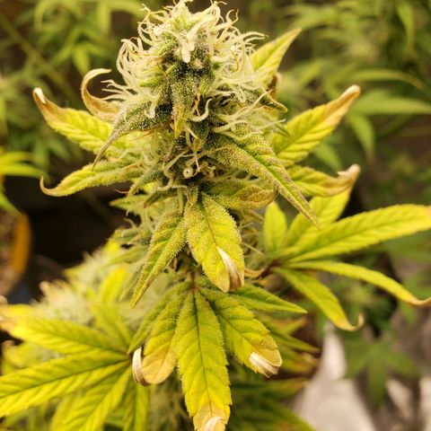 Geloctane  growlog photo: Frosty 
