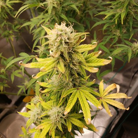 Geloctane  growlog photo: Frosty 