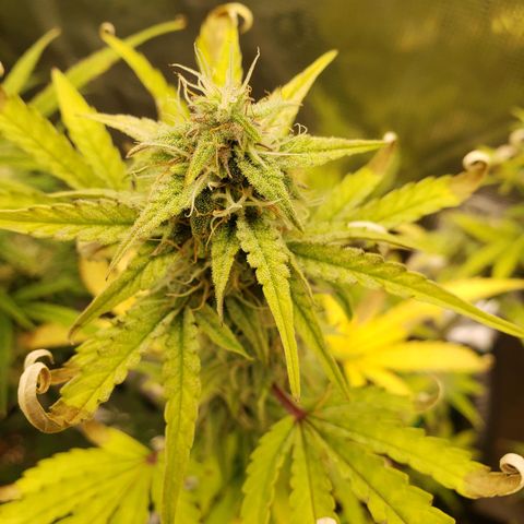 Geloctane  growlog photo: Frosty 