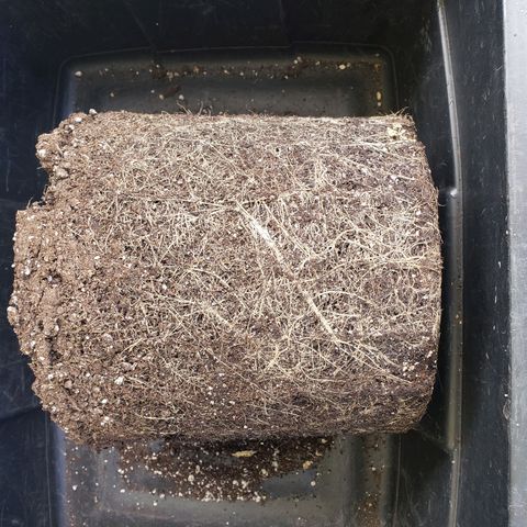 Geloctane  growlog photo: Not a bad root ball 