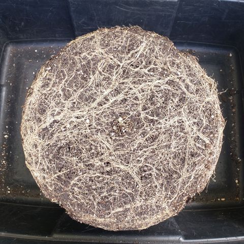Geloctane  growlog photo: Not a bad root ball 