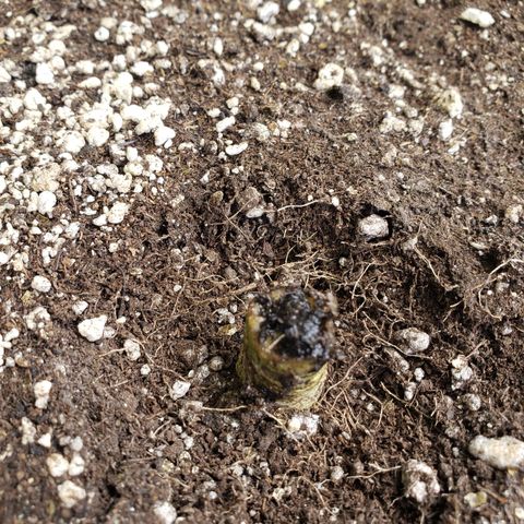 Geloctane  growlog photo: Not a bad root ball 