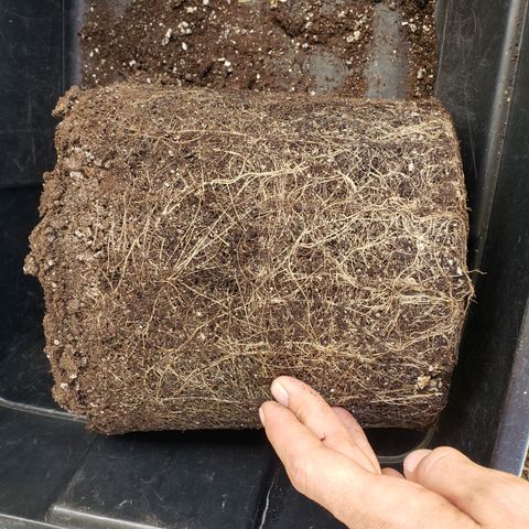 Geloctane  growlog photo: Not a bad root ball 