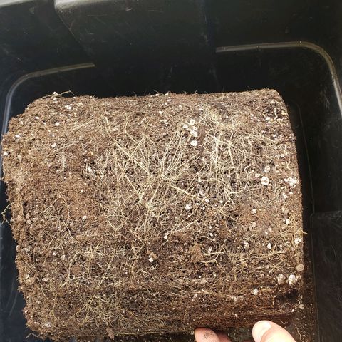 Geloctane  growlog photo: Not a bad root ball 