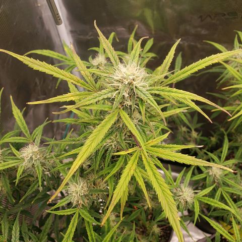 Geloctane  growlog photo: Frosty 
