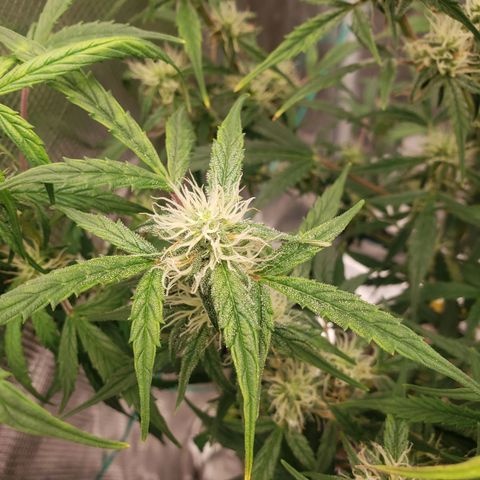 Geloctane  growlog photo: Frosty 
