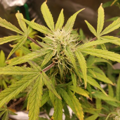 Geloctane  growlog photo: Frosty 