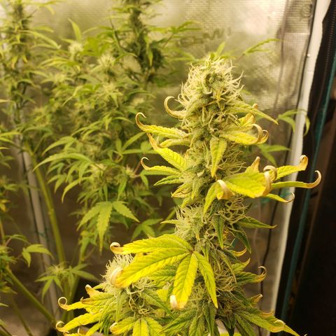 Geloctane  growlog photo: Frosty 