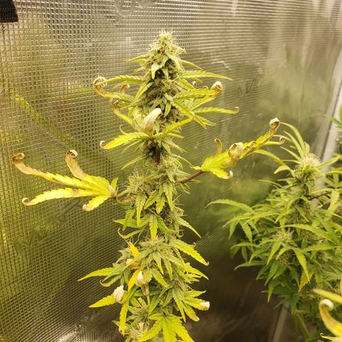 Geloctane  growlog photo: Frosty 