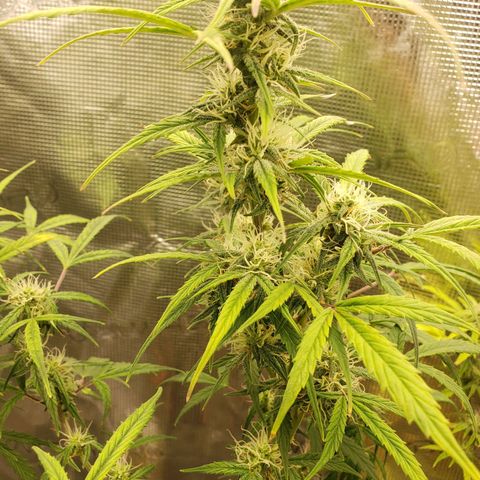 Geloctane  growlog photo: Frosty 