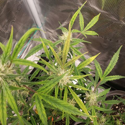 Geloctane  growlog photo: Frosty 