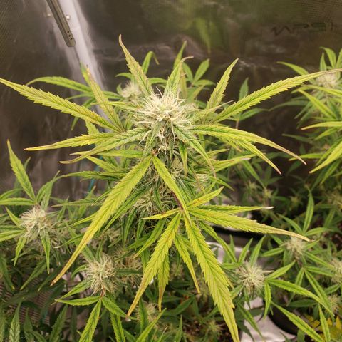 Geloctane  growlog photo: Frosty 
