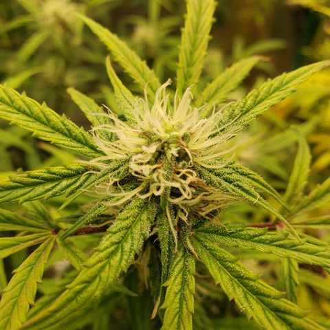 Geloctane  growlog photo: Frosty 