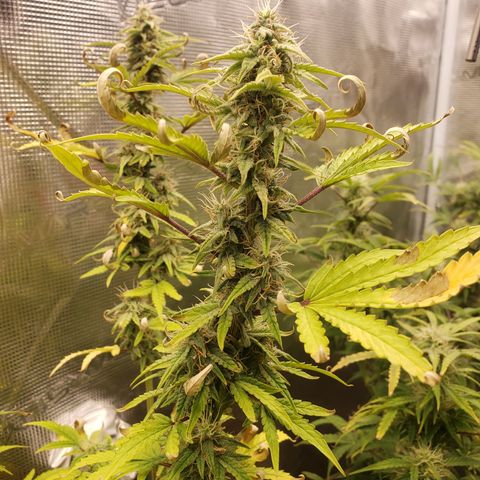 Geloctane  growlog photo: Frosty 