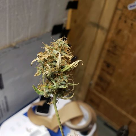 Geloctane  growlog photo: Super skunk looks a little larfy but this is my first grow i am starting to dial everything in 