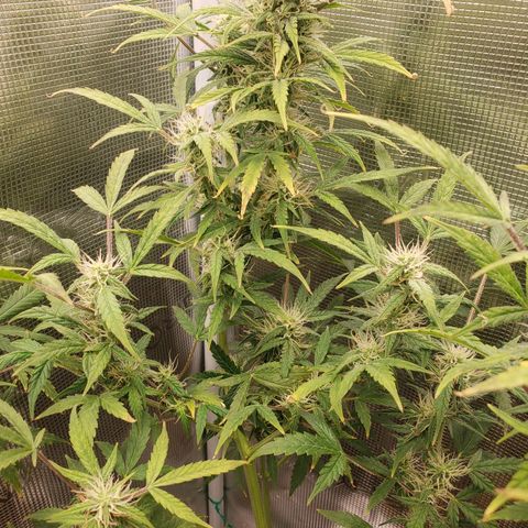 Geloctane  growlog photo: Super skunk looks a little larfy but this is my first grow i am starting to dial everything in 