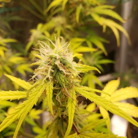 Geloctane  growlog photo: Super skunk looks a little larfy but this is my first grow i am starting to dial everything in 
