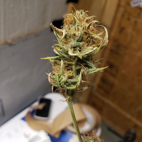 Geloctane  growlog photo: Super skunk looks a little larfy but this is my first grow i am starting to dial everything in 