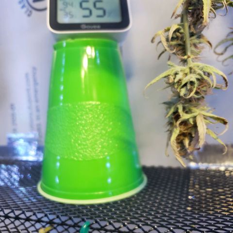 Geloctane  growlog photo: Super skunk looks a little larfy but this is my first grow i am starting to dial everything in 