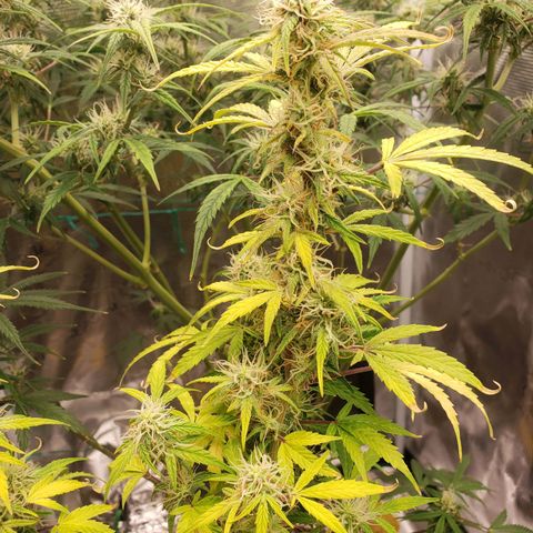Geloctane  growlog photo: Super skunk looks a little larfy but this is my first grow i am starting to dial everything in 