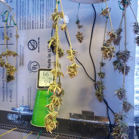 Geloctane  growlog photo: Super skunk looks a little larfy but this is my first grow i am starting to dial everything in 