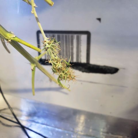 Geloctane  growlog photo: Super skunk looks a little larfy but this is my first grow i am starting to dial everything in 