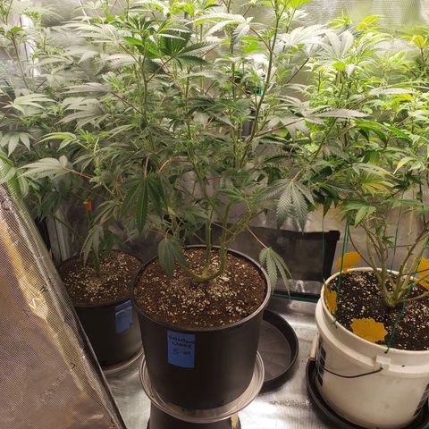 Geloctane  growlog photo: I gotta flip these geloctane clones to flower soon they are growing so big 