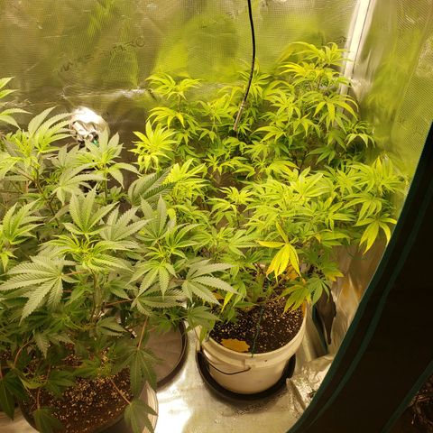 Geloctane  growlog photo: I gotta flip these geloctane clones to flower soon they are growing so big 