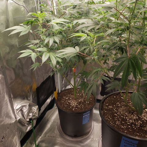 Geloctane  growlog photo: I gotta flip these geloctane clones to flower soon they are growing so big 