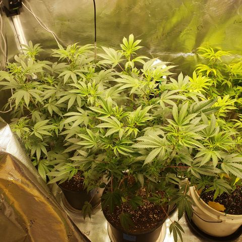 Geloctane  growlog photo: I gotta flip these geloctane clones to flower soon they are growing so big 