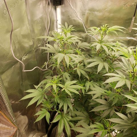 Geloctane  growlog photo: I gotta flip these geloctane clones to flower soon they are growing so big 
