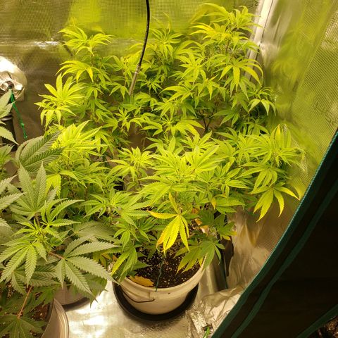 Geloctane  growlog photo: I gotta flip these geloctane clones to flower soon they are growing so big 
