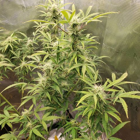 Geloctane  growlog photo: Probably 2 to 3 weeks left if that 