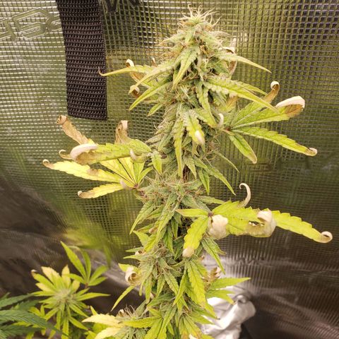 Geloctane  growlog photo: Probably 2 to 3 weeks left if that 