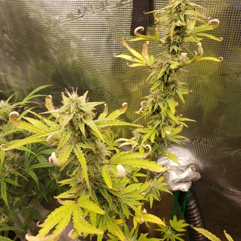 Geloctane  growlog photo: Probably 2 to 3 weeks left if that 