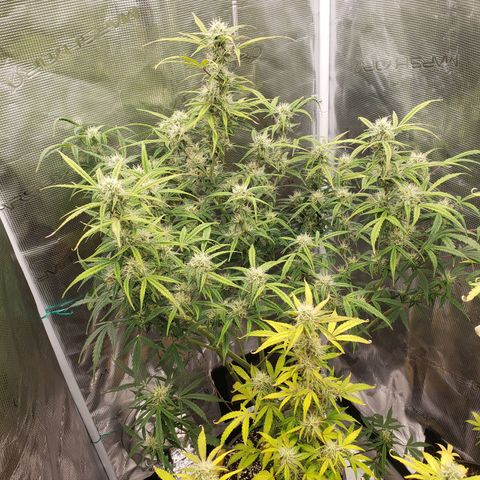 Geloctane  growlog photo: Probably 2 to 3 weeks left if that 