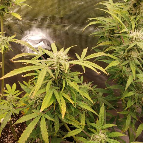 Geloctane  growlog photo: Probably 2 to 3 weeks left if that 