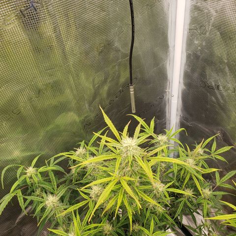 Geloctane  growlog photo: Probably 2 to 3 weeks left if that 