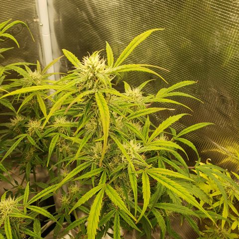 Geloctane  growlog photo: Probably 2 to 3 weeks left if that 