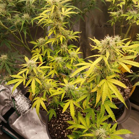 Geloctane  growlog photo: Probably 2 to 3 weeks left if that 