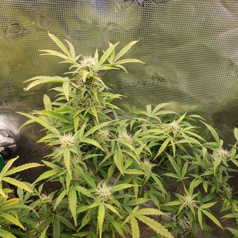 Geloctane  growlog photo: Probably 2 to 3 weeks left if that 