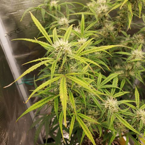 Geloctane  growlog photo: Probably 2 to 3 weeks left if that 