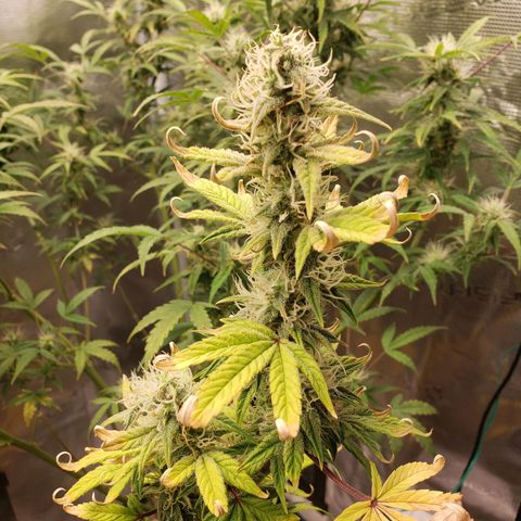 Geloctane  growlog photo: 2 to 3 weeks probably 