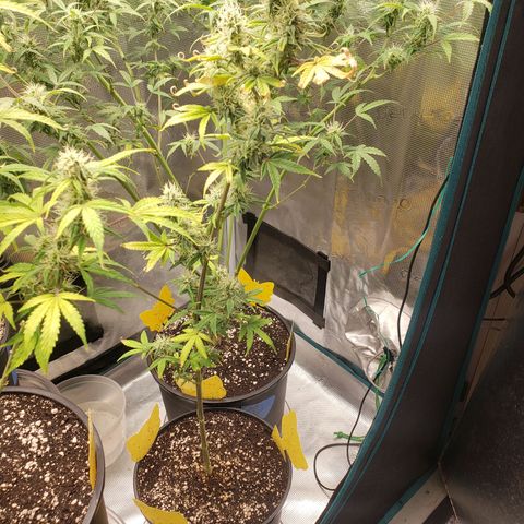 Geloctane  growlog photo: 2 to 3 weeks probably 